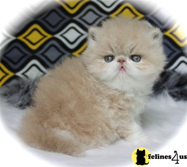 centralparkpersians Picture 3